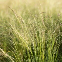 Bio Federgras, Topf-Ø 12 Cm, 3er-Set -Gartengeschäft Im Freien 0319100517 Stipa tenuissima Ponytails 3er Set 2 107950