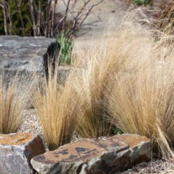 Bio Federgras, Topf-Ø 12 Cm, 3er-Set -Gartengeschäft Im Freien 0319100517 Stipa tenuissima Ponytails 3er Set 3 107952