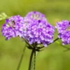 Bio Steifes Eisenkraut Violett, Topf-Ø 11 Cm, 3er-Set -Gartengeschäft Im Freien 0319100518 Verbena rigida 3er Set 107953