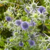 Bio Kleiner Mannstreu 'Blauer Zwerg' Blau, Topf-Ø 9 Cm, 3er-Set -Gartengeschäft Im Freien 0319100537 Eryngium planum Blauer Zwerg 120374