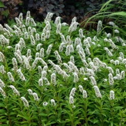 Gartengeschäft Im Freien -Gartengeschäft Im Freien 0319100539 Lysimachia clethroides weiss 120377