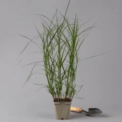 Bio Palmwedel-Segge Rotbraun, Topf-Ø 11 Cm, 3er-Set -Gartengeschäft Im Freien 0319100543 carex muskingumensis 125705