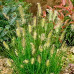 Bio Zwerg-Lampenputzergras 'Little Bunny' Gelblich-braun, Topf-Ø 11 Cm, 3er-Set -Gartengeschäft Im Freien 0319100544 Pennisetum alop Little Bunny 120386