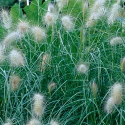Bio Zwerg-Lampenputzergras 'Little Bunny' Gelblich-braun, Topf-Ø 11 Cm, 3er-Set -Gartengeschäft Im Freien 0319100544 Pennisetum alopecuroides Little Bunny beschnitten 2 120387