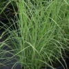 Bio Chinaschilf 'Gracilimus', Topf 5 Liter -Gartengeschäft Im Freien 0320300159 Miscanthus sinensis Gracilimus1 42748