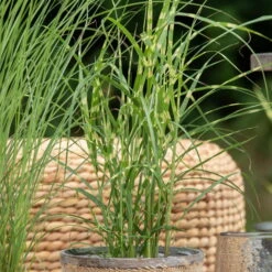 Bio Zebragras 'Zebrinus', Topf 5 Liter -Gartengeschäft Im Freien 0320300264 Miscanthus sin Zebrinus 1 81629