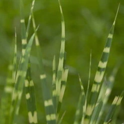 Bio Zebragras 'Zebrinus', Topf 5 Liter -Gartengeschäft Im Freien 0320300264 Miscanthus sin Zebrinus 2 81628