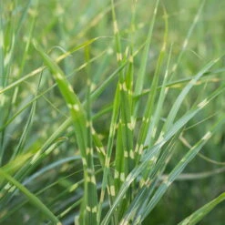 Bio Zebragras 'Zebrinus', Topf 5 Liter -Gartengeschäft Im Freien 0320300264 Miscanthus sin Zebrinus 3 81627