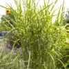 Bio Zebragras 'Zebrinus', Topf 5 Liter -Gartengeschäft Im Freien 0320300264 Miscanthus sin Zebrinus 81626