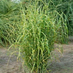 Bio Zebragras 'Zebrinus', Topf 5 Liter -Gartengeschäft Im Freien 0320300264 Miscanthus sin Zebrinus KB 5ltr Cont 34957