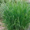 Bio Chinaschilf 'Ferner Osten', Topf 5 Liter 1 Bio Chinaschilf 'Ferner Osten', Topf 5 Liter -Gartengeschäft Im Freien 0320300505 Miscanthus sin Ferner Osten KB 5ltr Cont 34959