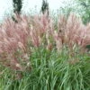 Bio Chinaschilf 'Kleine Fontäne', Topf 5 Liter 1 Bio Chinaschilf 'Kleine Fontäne', Topf 5 Liter -Gartengeschäft Im Freien 0320300508 Miscanthus sin Kleine Fontaene KB 5ltr Cont 34960