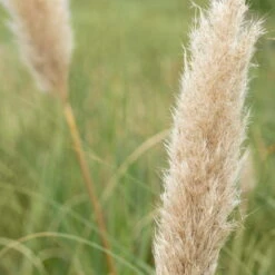 Bio Pampasgras 'Pumila', Topf 5 Liter -Gartengeschäft Im Freien 0320300620 Cortaderia selloana Pumila 2 81618