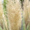 Bio Pampasgras 'Pumila', Topf 5 Liter -Gartengeschäft Im Freien 0320300620 Cortaderia selloana Pumila 81616