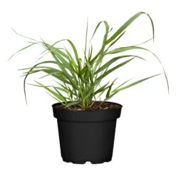 Bio Rutenhirse 'Squaw', Rosa, Topf 5 Liter -Gartengeschäft Im Freien 0320300723 Panicum virgatum Squaw1 78154