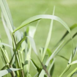 Bio Rutenhirse 'Squaw', Rosa, Topf 5 Liter -Gartengeschäft Im Freien 0320300723 Panicum virgatum Squaw2 78155