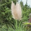 Bio Pampasgras 'Evita'®, Topf 5 Liter -Gartengeschäft Im Freien 0320300781 Cortaderia selloana Evita KB 5Ltr Cont 75704