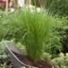 Bio Riesen-Rutenhirse 'Northwind', Topf 5 Liter, Wuchshöhe Ca. 170-180cm -Gartengeschäft Im Freien 0320300829 Panicum virgatum Northwind KB 5Ltr1 78143