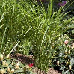 Bio Riesen-Rutenhirse 'Northwind', Topf 5 Liter, Wuchshöhe Ca. 170-180cm -Gartengeschäft Im Freien 0320300829 Panicum virgatum Northwind KB 5Ltr2 78145
