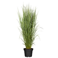 Bio Riesen-Rutenhirse 'Northwind', Topf 5 Liter, Wuchshöhe Ca. 170-180cm -Gartengeschäft Im Freien 0320300829 Panicum virgatum Northwind KB 5Ltr 78144