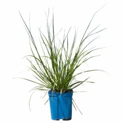 Bio Pampasgras 'Pumila', Topf 5 Liter -Gartengeschäft Im Freien 0321600005 Cortaderia selloana Pumila 1 114072