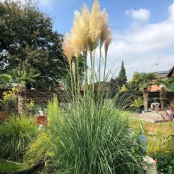 Bio Pampasgras 'Pumila', Topf 5 Liter -Gartengeschäft Im Freien 0321600005 pampasgras test 124761