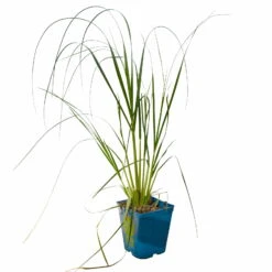 Bio Pampasgras 'Pumila', Topf 5 Liter -Gartengeschäft Im Freien 0321600005 Cortaderia selloana Pumila 5L 3 112425