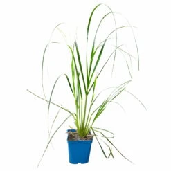 Bio Pampasgras 'Pumila', Topf 5 Liter -Gartengeschäft Im Freien 0321600005 Cortaderia selloana Pumila 5L 5 112426