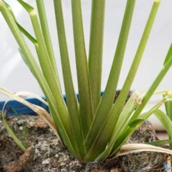 Bio Pampasgras 'Pumila', Topf 5 Liter -Gartengeschäft Im Freien 0321600005 Cortaderia selloana Pumila 5L 8 112493