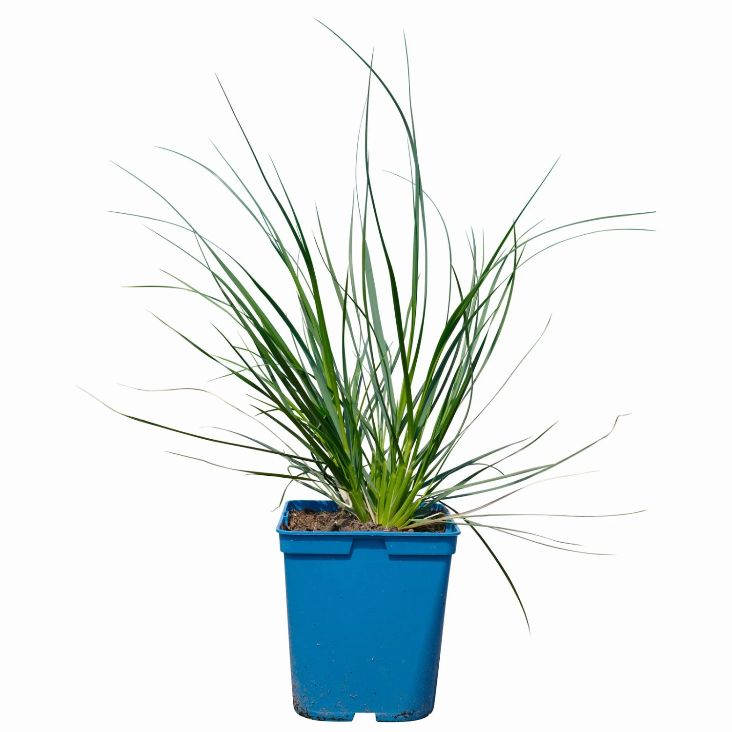 Bio Pampasgras 'Sunnigdale Silver' Silber-weiß, Topf 5 Liter 4 Bio Pampasgras 'Sunnigdale Silver' Silber-weiß, Topf 5 Liter – Bild 2