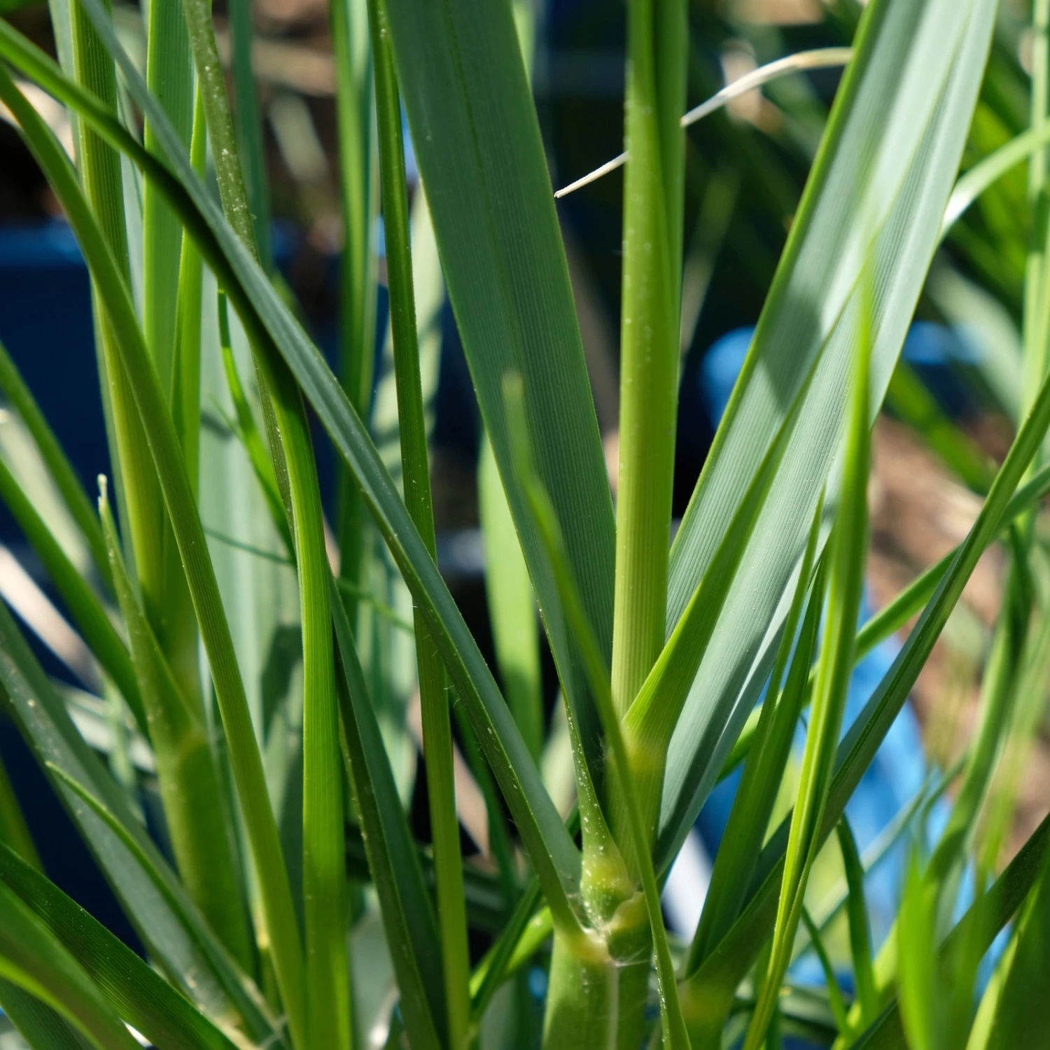 Bio Pampasgras 'Sunnigdale Silver' Silber-weiß, Topf 5 Liter 6 Bio Pampasgras 'Sunnigdale Silver' Silber-weiß, Topf 5 Liter – Bild 4