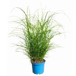 Bio Zebragras 'Little Zebra', Topf 3 Liter 13 Bio Zebragras 'Little Zebra', Topf 3 Liter -Gartengeschäft Im Freien 0321600013 Miscanthus sin Little Zebra 4 113927