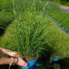 Bio Zebragras 'Little Zebra', Topf 3 Liter -Gartengeschäft Im Freien 0321600013 Miscanthus sin Little Zebra 5 113902