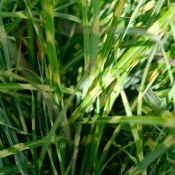 Bio Zebragras 'Little Zebra', Topf 3 Liter 11 Bio Zebragras 'Little Zebra', Topf 3 Liter -Gartengeschäft Im Freien 0321600013 Miscanthus sin Little Zebra 6 113903