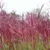 Bio Halbhohes Chinaschilf 'Red Chief' Silber-weiß, Höhe 120-150 Cm, 5 Liter Topf -Gartengeschäft Im Freien 0321600017 Miscanthus sinensis Red Chief beschnitten 120411