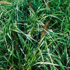 Bio Lampenputzergras 'National Arboretum' Braun, Höhe 60-80 Cm, 5 Liter Topf -Gartengeschäft Im Freien 0321600020 Pennisetum National Arboretum beschnitten 120415