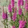 Bio Blut-Weiderich Violett, Topf-Ø 11 Cm, 3er-Set -Gartengeschäft Im Freien 0330100088 Lythrum salicaria KB 11cm Topf rot1 75710