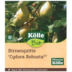Bio Birnenquitte 'Cydora Robusta'Ⓢ, Topf 10 Liter -Gartengeschäft Im Freien 0480300060 Koelle Bio Cydora Robusta Birnenquitte Busch 1 119767