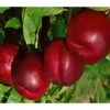 Kölle Bio Nektarine 'Crimson Gold', (St. Julien), Topf 10 Liter -Gartengeschäft Im Freien 0480400214 K B Crimsonsgold Premium Nektarine beschnitten 1 86616