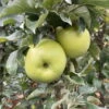 Kölle Bio Säulenapfel 'Greencatsⓢ', Unterlage MM 111, Topf 10 Liter -Gartengeschäft Im Freien 0480650009 KB Greencats Saeulenapfel 115633