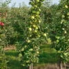 Kölle Bio Säulenapfel 'Goldcats'Ⓢ, Unterlage MM 111, Topf 10 Liter -Gartengeschäft Im Freien 0480650044 KB Goldcats Saeulenapfel Co 10l 49532
