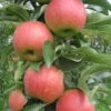 Kölle Bio Säulenapfel 'Jucunda'Ⓢ, Unterlage MM 111, Topf 10 Liter -Gartengeschäft Im Freien 0480650098 K.B. Jucunda Saeulenapfel 10lt 53318
