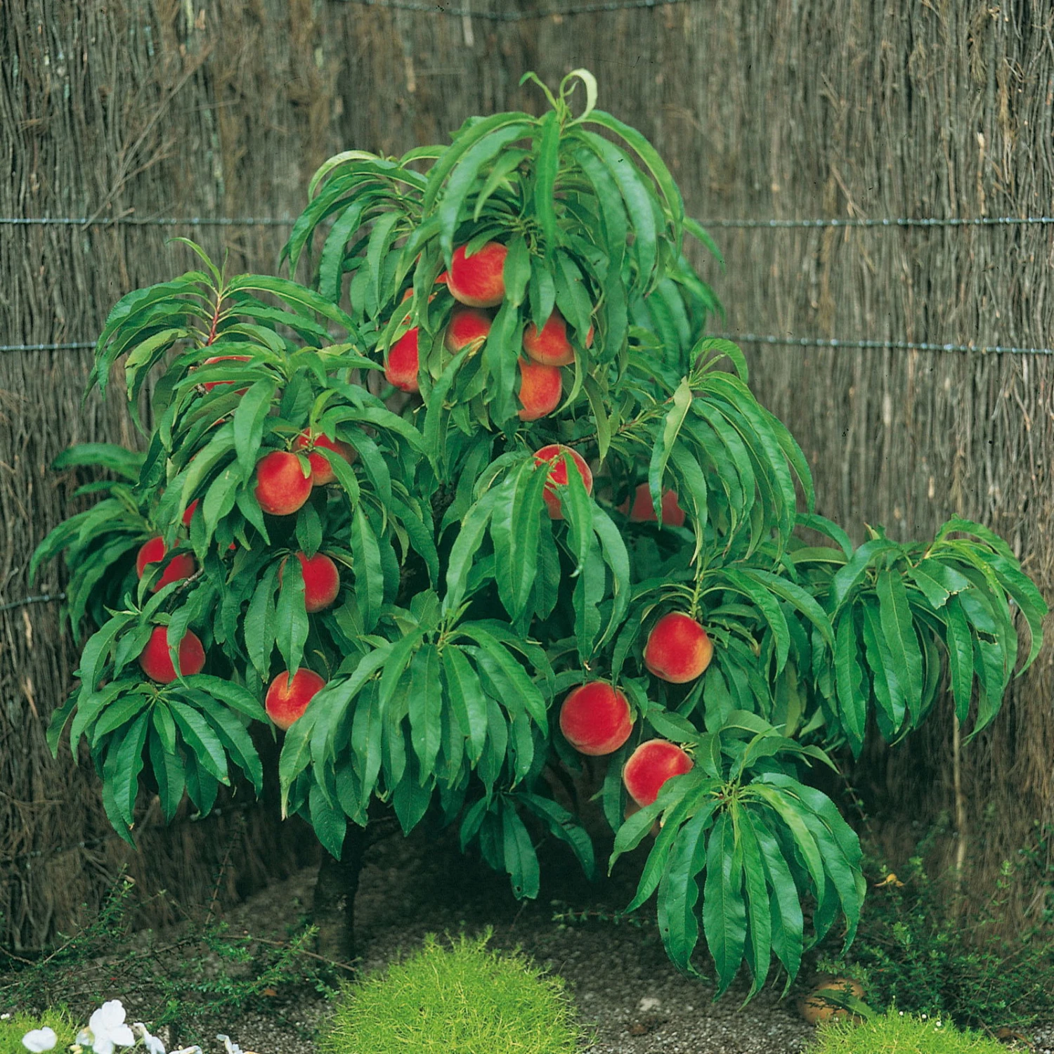 Kölle Bio Zwergpfirsich 'Amber'® Pix ZeeⓈ, Topf 7,5 Liter 4 Kölle Bio Zwergpfirsich 'Amber'® Pix ZeeⓈ, Topf 7,5 Liter – Bild 2