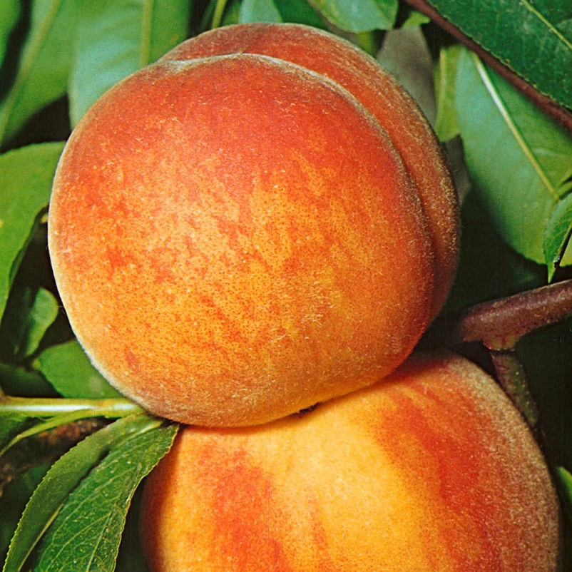 Kölle Bio Zwergpfirsich 'Amber'® Pix ZeeⓈ, Topf 7,5 Liter 5 Kölle Bio Zwergpfirsich 'Amber'® Pix ZeeⓈ, Topf 7,5 Liter – Bild 3