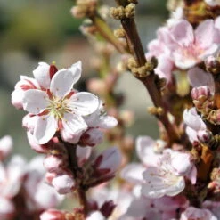 Kölle Bio Zwergpfirsich 'Amber'® Pix ZeeⓈ, Topf 7,5 Liter 13 Kölle Bio Zwergpfirsich 'Amber'® Pix ZeeⓈ, Topf 7,5 Liter -Gartengeschäft Im Freien 0480670029 Zwergpfirsich Amber Bluete Co 7 5l 49709