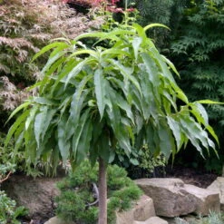 Kölle Bio Zwergpfirsich 'Diamond'® ZaipeviⓈ, Topf 7,5 Liter 11 Kölle Bio Zwergpfirsich 'Diamond'® ZaipeviⓈ, Topf 7,5 Liter -Gartengeschäft Im Freien 0480670030 KB Zwergpfirsich Diamond Co 7 5l 49536