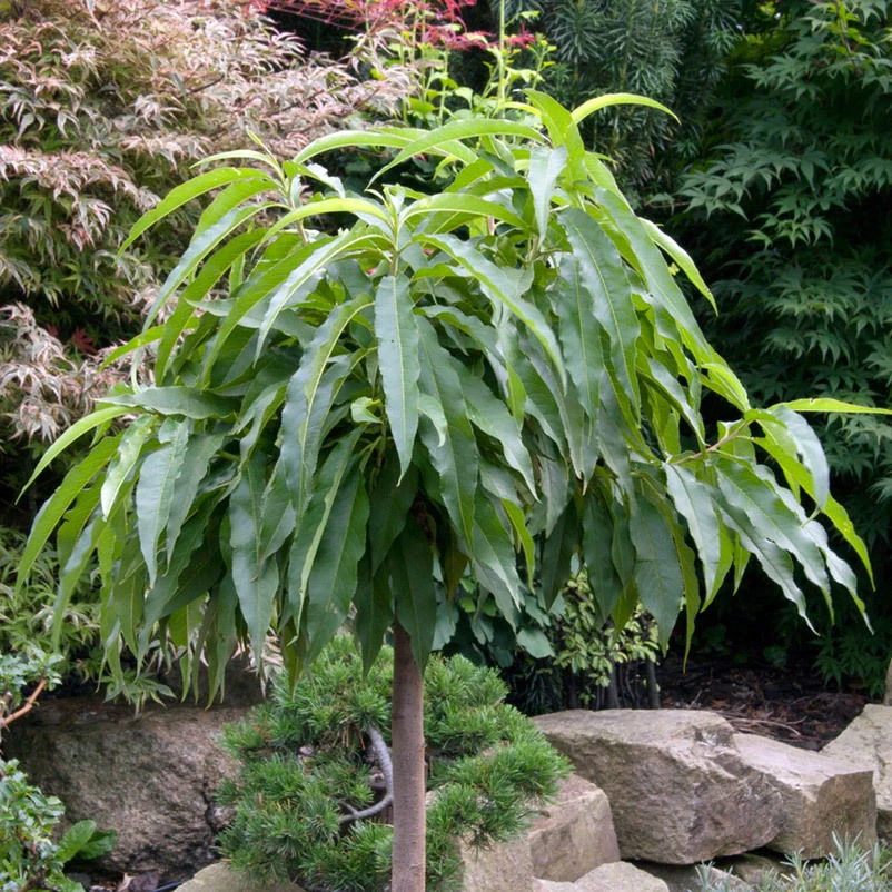 Kölle Bio Zwergpfirsich 'Diamond'® ZaipeviⓈ, Topf 7,5 Liter 5 Kölle Bio Zwergpfirsich 'Diamond'® ZaipeviⓈ, Topf 7,5 Liter – Bild 3