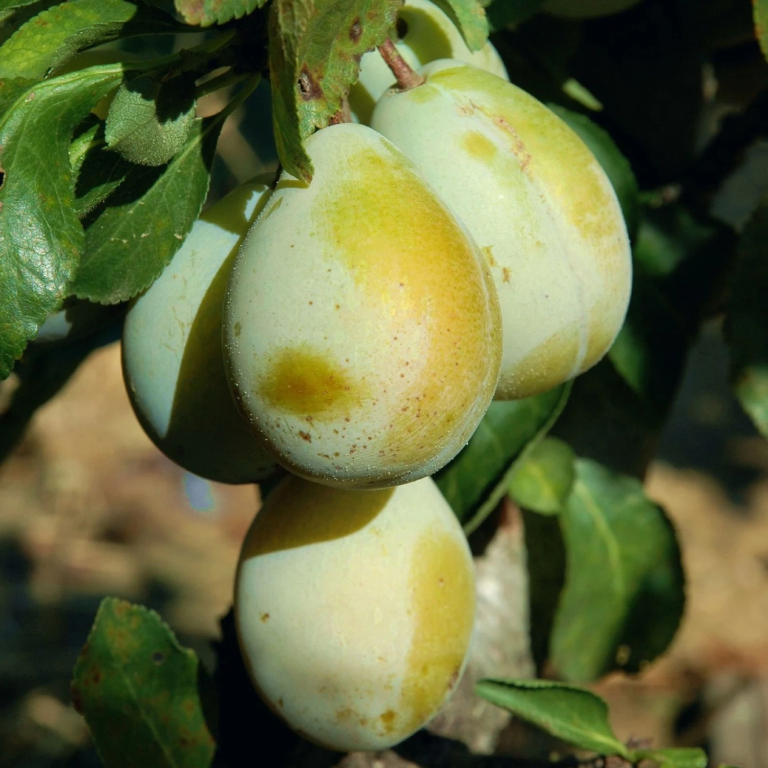 Kölle Bio Zwergreneklode 'Goldust'®, Topf 7,5 Liter 4 Kölle Bio Zwergreneklode 'Goldust'®, Topf 7,5 Liter – Bild 2