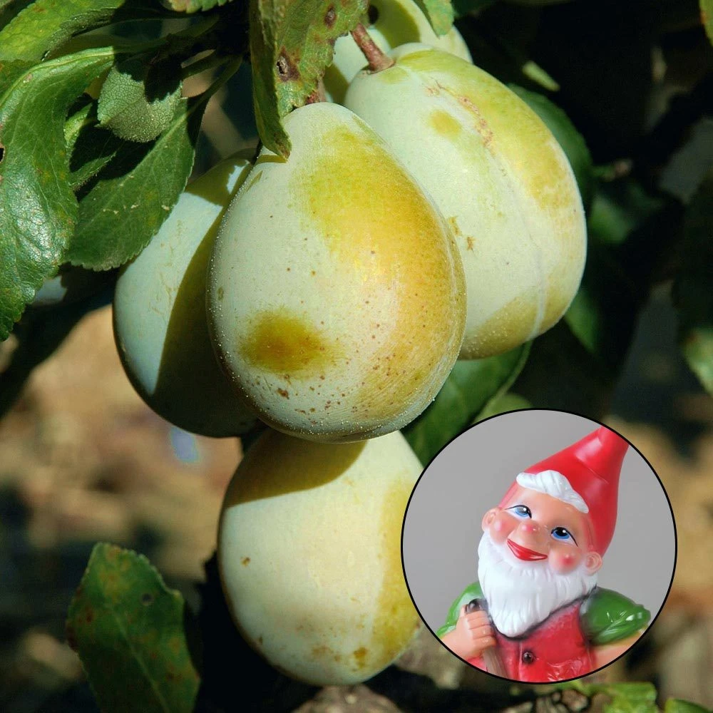 Kölle Bio Zwergreneklode 'Goldust'®, Topf 7,5 Liter 3 Kölle Bio Zwergreneklode 'Goldust'®, Topf 7,5 Liter