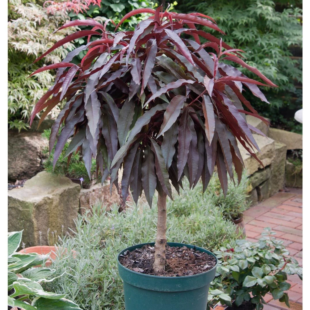 Kölle Bio Rotlaubiger Zwergpfirsich "Crimson® BonfireⓈ, Im 7,5 L Topf 4 Kölle Bio Rotlaubiger Zwergpfirsich "Crimson® BonfireⓈ, Im 7,5 L Topf – Bild 2